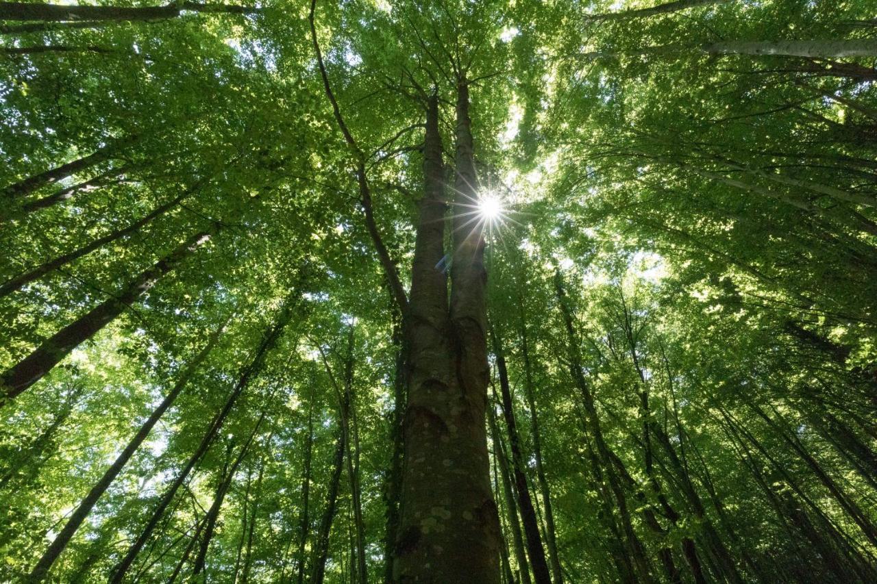Hostel Mas Rural El Negre Ogassa Zewnętrze zdjęcie